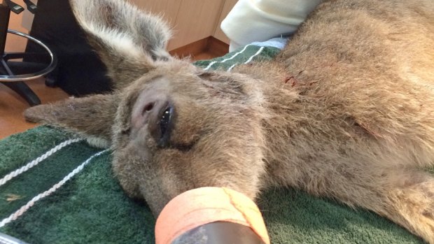 A kangaroo shot in the head with an arrow has undergone surgery at the Australia Zoo Wildlife Hospital.