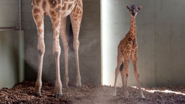 Australia Zoo's new giraffe.