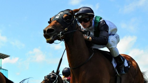 Sydney bound: Extra Zero is firming as a starter for the $1.5 million The BMW at Rosehill.