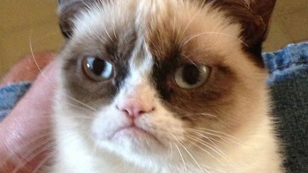 'Unstoppable: Grumpy Cat is about to make its Hollywood debut.