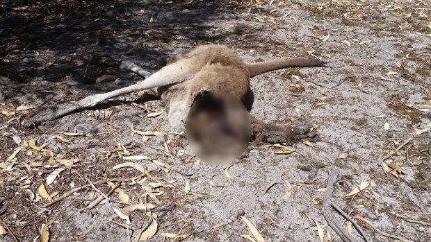 The kangaroo was found in bushland south of Mandurah.