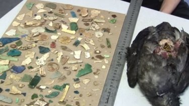 Shearwater birds have been described as the 'poster child' of the marine plastic pollution issue.