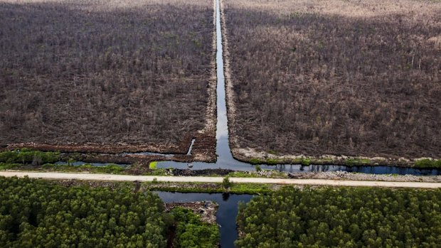 Deforestation on Pandang Island.