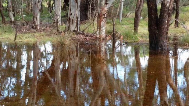 The wetland contains 15 mature flooded gums, some more than 100 years old. 