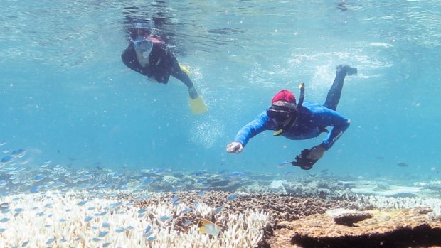 Snorkellers looking at bleaching corals off Port Douglas in March this year. The Great Barrier Reef generated 69,000 jobs in 2011-12, according to a 2013 Federal Government study.
