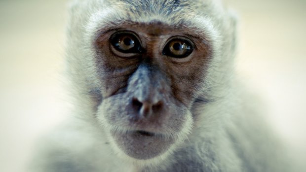 Health authorities are warning people to be careful around monkeys after an increase in bites and scratches.