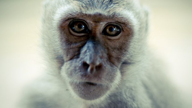 Monkey bite increase sparks rabies warning