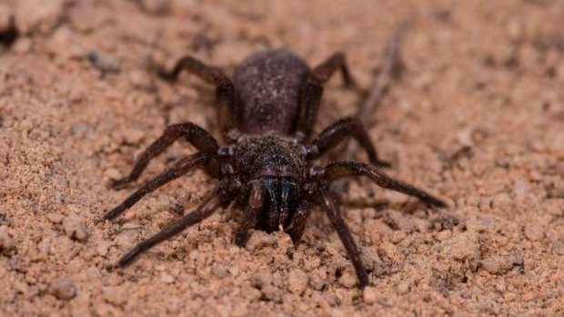 Brush-footed spider found at Olkola, Queensland.