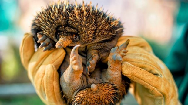 The 'puggle' is the second born to a pair of zoo-bred echidnas.