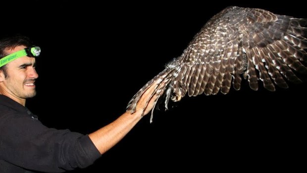 Deakin University honours student Nick Bradsworth releasing a powerful owl in suburban Melbourne this month.
