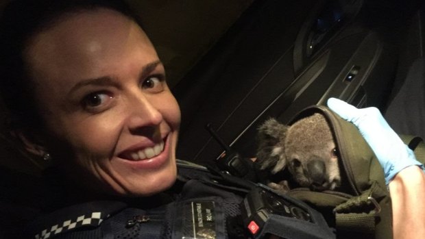 Police named the koala Alfred after finding it in a women's shoulder bag..
