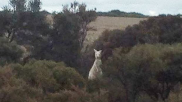 This rare white kangaroo was spotted in country WA.