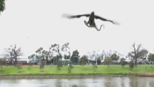 Real or fake? Hawk throws a snake at family enjoying lunch by the Yarra River. 