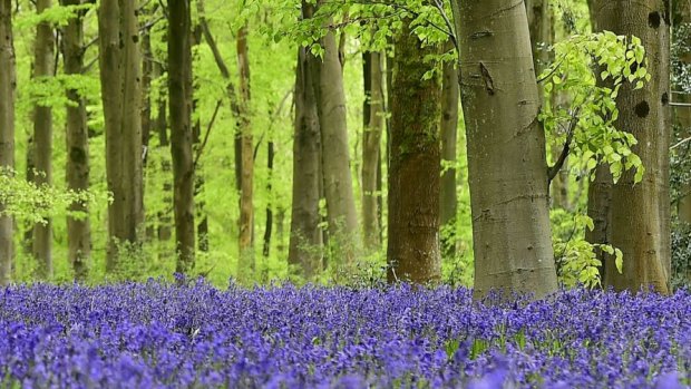 Beech trees and bluebells, together an image of great beauty.
