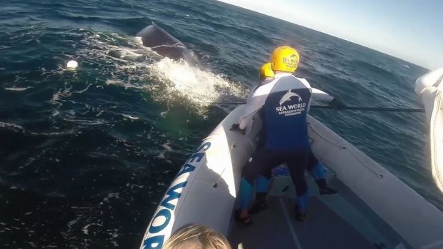 A whale was freed from shark nets on the Gold Coast by a Seaworld rescue team