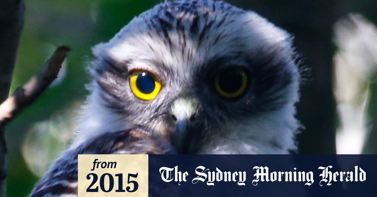 Beecroft Residents Appeal To State Government To Purchase Powerful Owl Habitat With yellow big eyes, they're a fabulous sight if you're lucky enough to see one. purchase powerful owl habitat