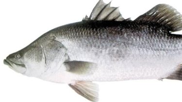 Three teenagers are accused of shooting two barramundi with a speargun.