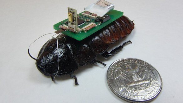 Scientists recruit robo-roaches for search and rescue