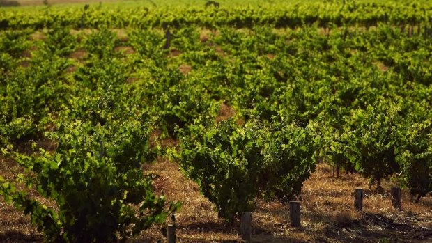 Swinney Vineyards uses bush vines, where the grapevines are left to grow naturally instead of on trellises.