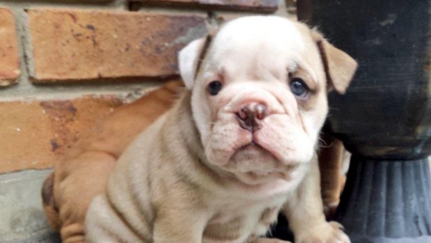 Puppies allegedly stolen from a Gold Coast home have been returned to their owner.