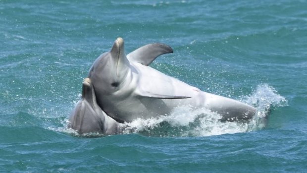 WA researchers have observed dolphins engaging in "homosexual behaviour" and believe it to form a strong part of their ability to form alliances.