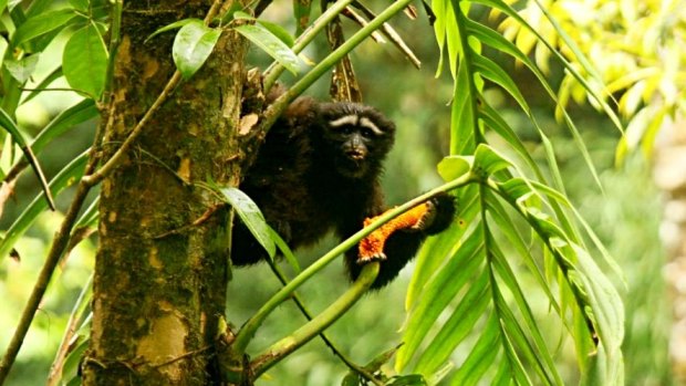Research from the Australian National University's Colin Groves has contributed to the discovery of a new species of primate - the Hoolock tianxing, or the Skywalker Hoolock gibbon.