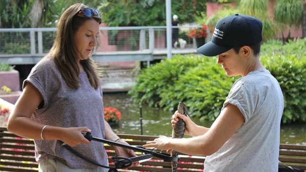 Dr Celine Frere, right, with a university student taking measurements of a water dragon.