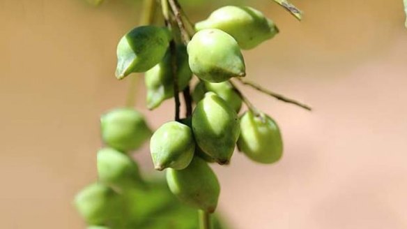 Australia's native Kakadu plum, also known as gubinge.