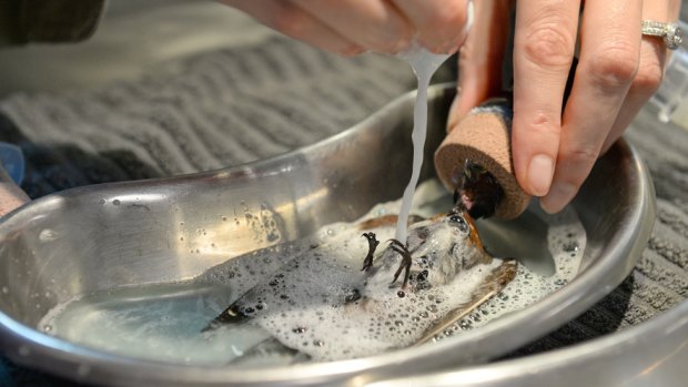 Australia Zoo's vet staff took four hours to wash the gel from the 32 tiny swallows.