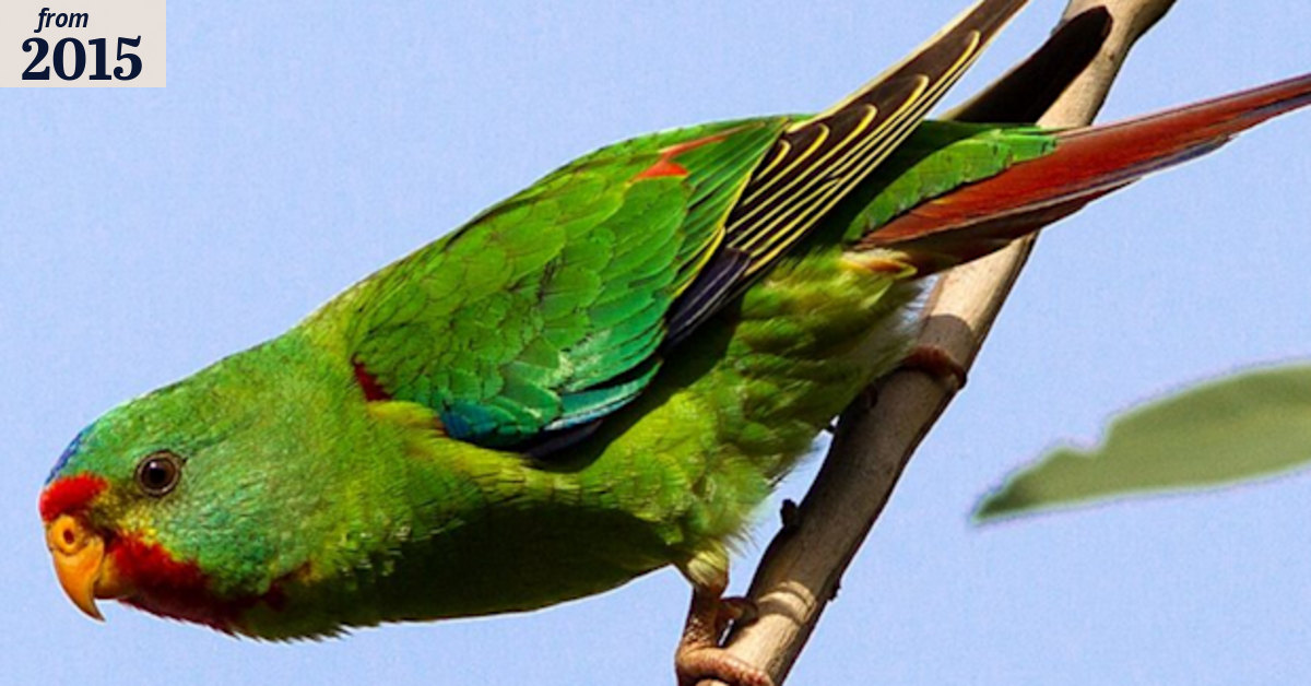 Swift parrot rapidly winging towards extinction