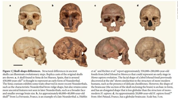 Comparison of early Neanderthal and late Neanderthal skulls (A and B); and Irhoud human and late human skulls (C and D) showing that evolution of the cranium can occur within a species.