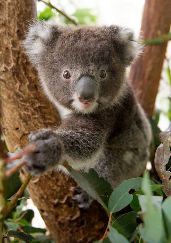 Koala conservation projects will receive an extra $800,000 in 2017-18.