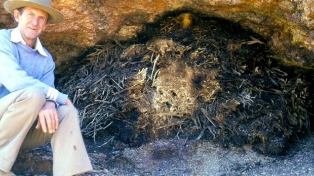 The rats' stick nests can last hundreds of years – in many cases standing long after the rodents themselves have become extinct from an area. 