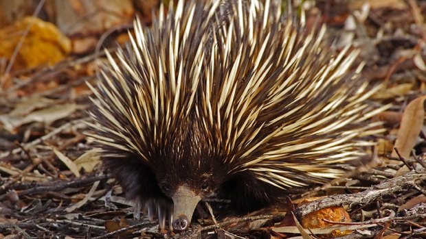 One of the echidnas tracked in the study