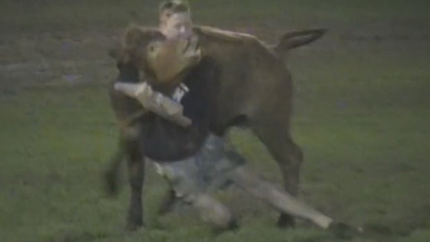 The calves are put into headlocks as entrants try and get them down as fast as possible.