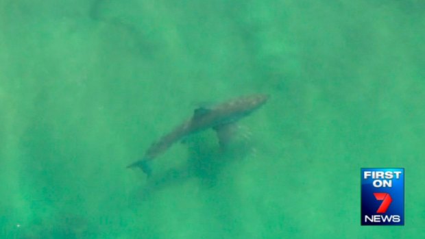 A still from a video of a great white shark captured by a Seven News helicopter near Lighthouse Beach, East Ballina, in early July.