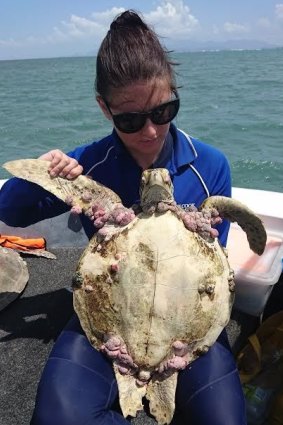 Turtles from West Point area at Cockle Bay have presented with tumours across their body.