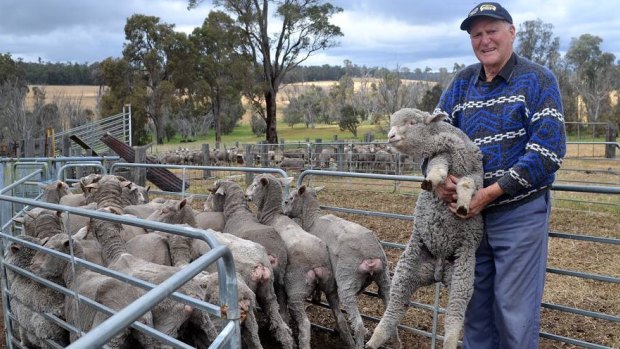 Collie sheep farmer John Hart is devastated by the theft of 100 of his merino sheep.