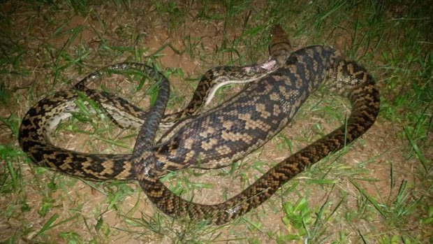 One of the five snakes found to have eaten the family cat.