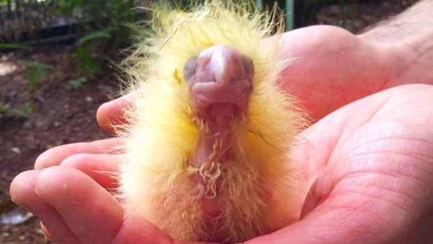 A baby glossy black cockatoo, which is an endangered species.