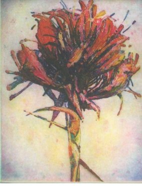 Tony Ameneiro, Gymea Lily 3 colour etching.