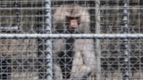 Animal testing: Australia needs to catch up on better ways to do research