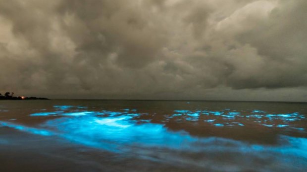 Neon: North-West Coast photographer Brett Chatwin captured a bioluminescent bloom at Preservation Bay on Saturday. 