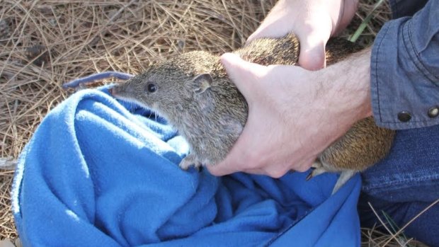 A southern brown bandicoot.