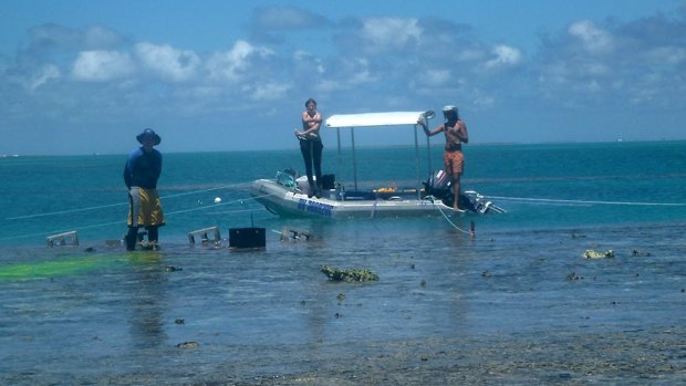 Researchers, including Sydney University's Kennedy Wolfe (at right), at One Tree Island's reef.
