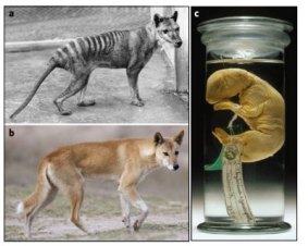 This image, from Associate Professor Andrew Pask's paper, shows similarities between the Tasmanian tiger and a dingo. On the right is the juvenile specimen from which the DNA was extracted.