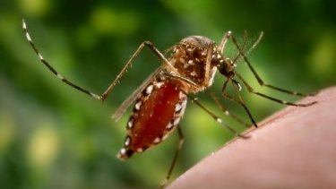 University of Queensland researchers hope to fast-track identification of mosquitoes carrying dengue fever.