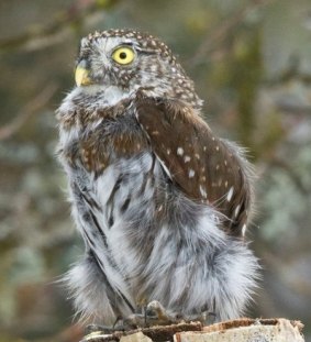With a robotic owl, above, researchers in Montana are trying to understand the secret language of the forest.