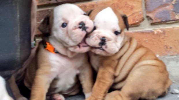 The puppies went missing from a Gold Coast home.