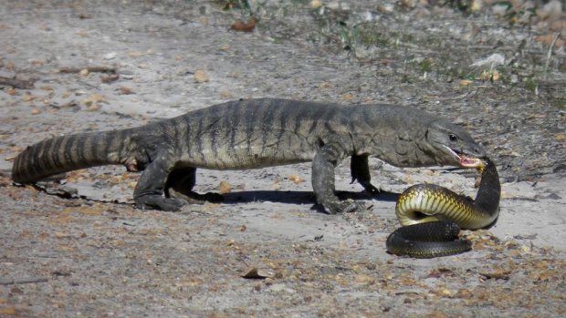 A southern heath monitor  munching down on a tiger snake near Walpole.